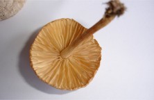 champignons-a-lamelles-non-comestible